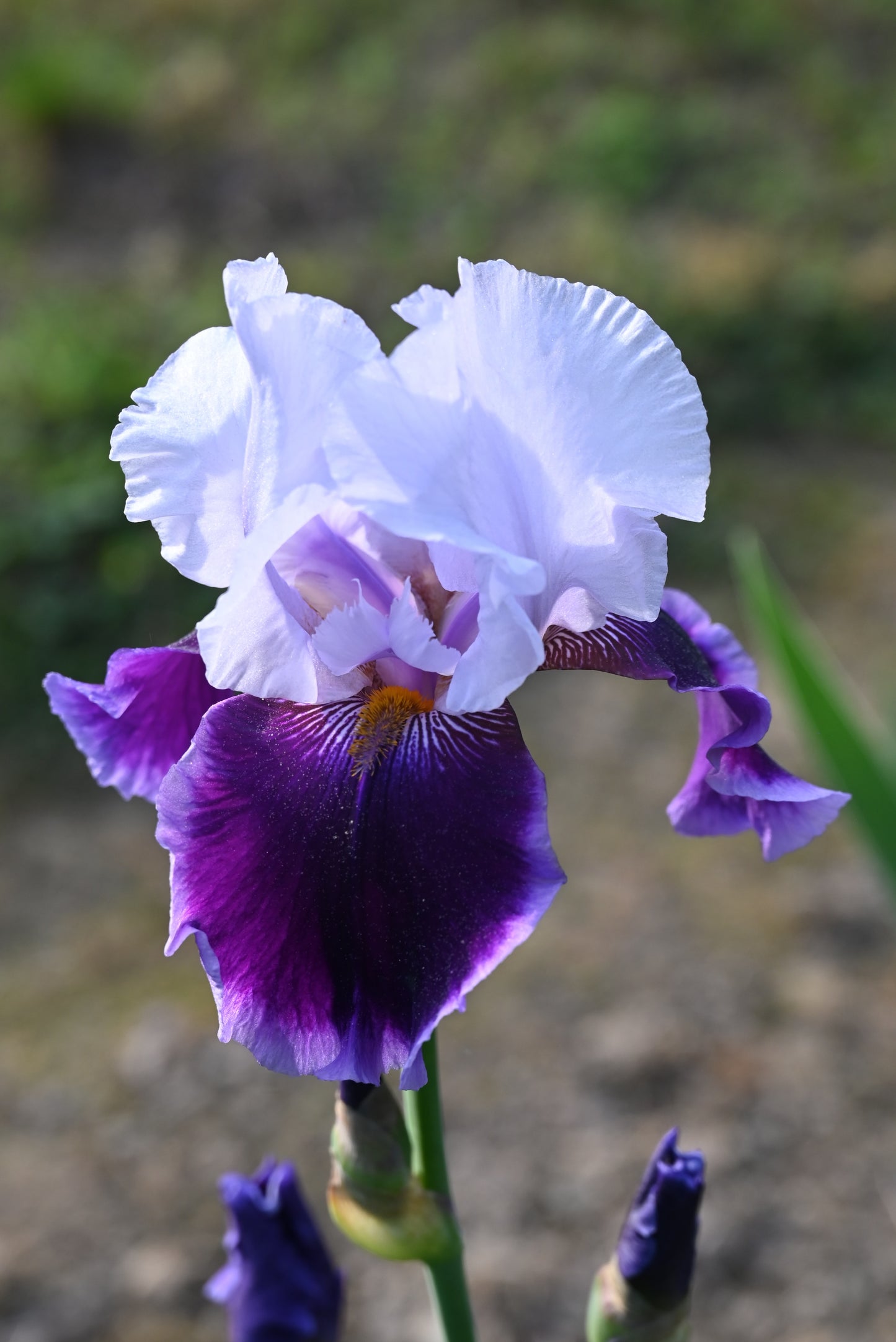 The flower Cool Controversy - Tall Bearded Iris (TB)