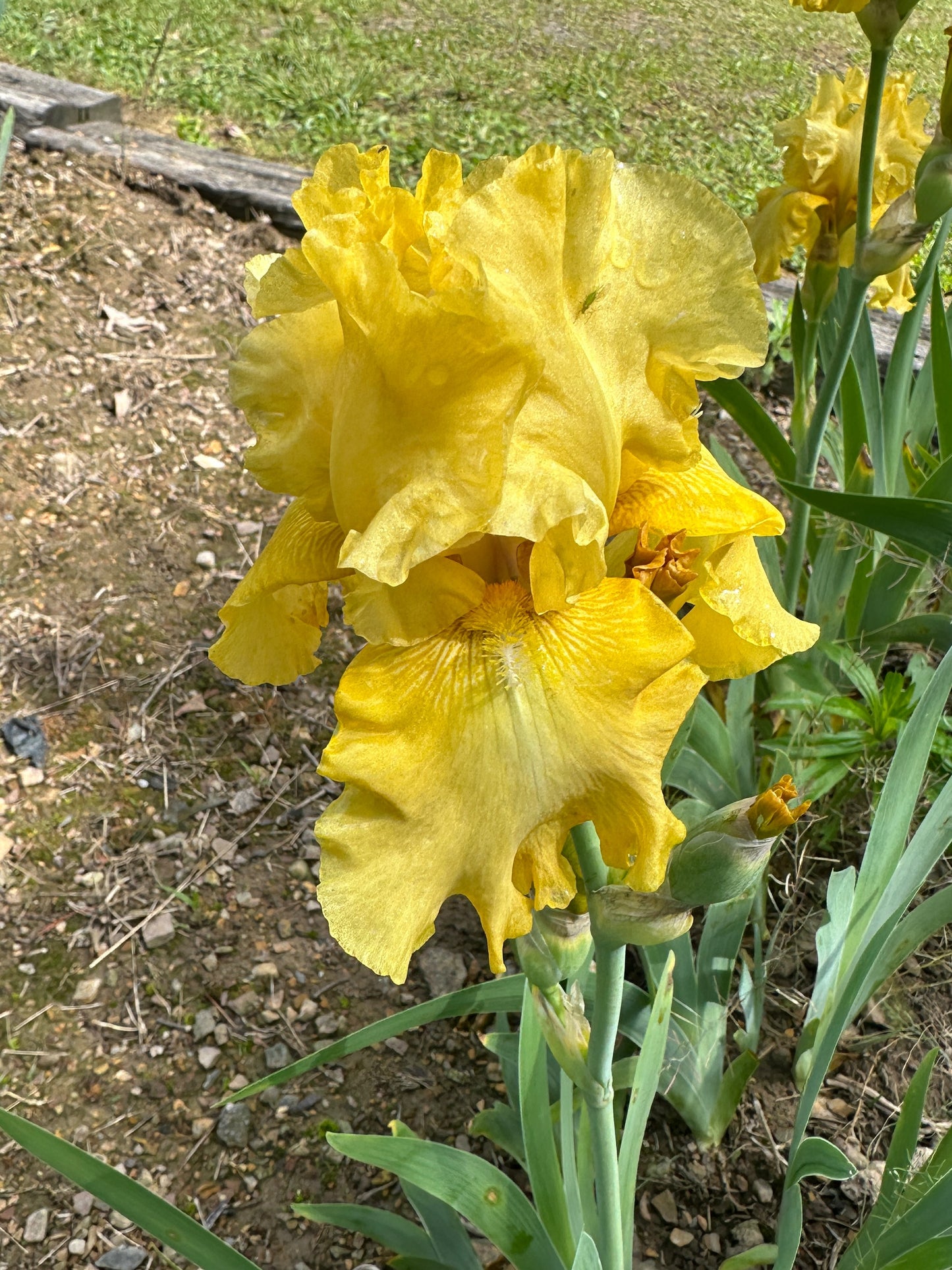 The flower Brassy Broad - Tall Bearded Iris (TB)