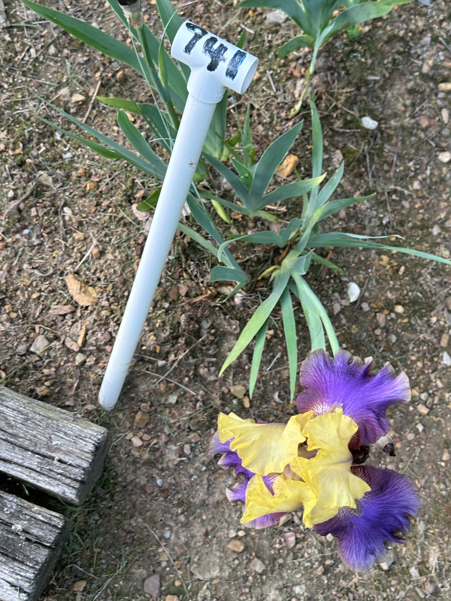 The flower Jurassic Park - Tall Bearded Iris (TB)