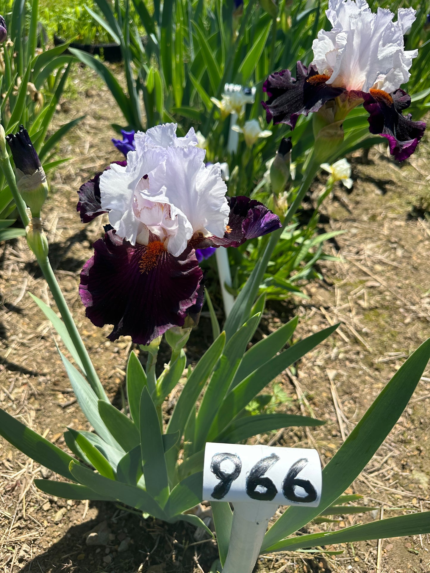 The flower Starring - Tall Bearded Iris (TB)