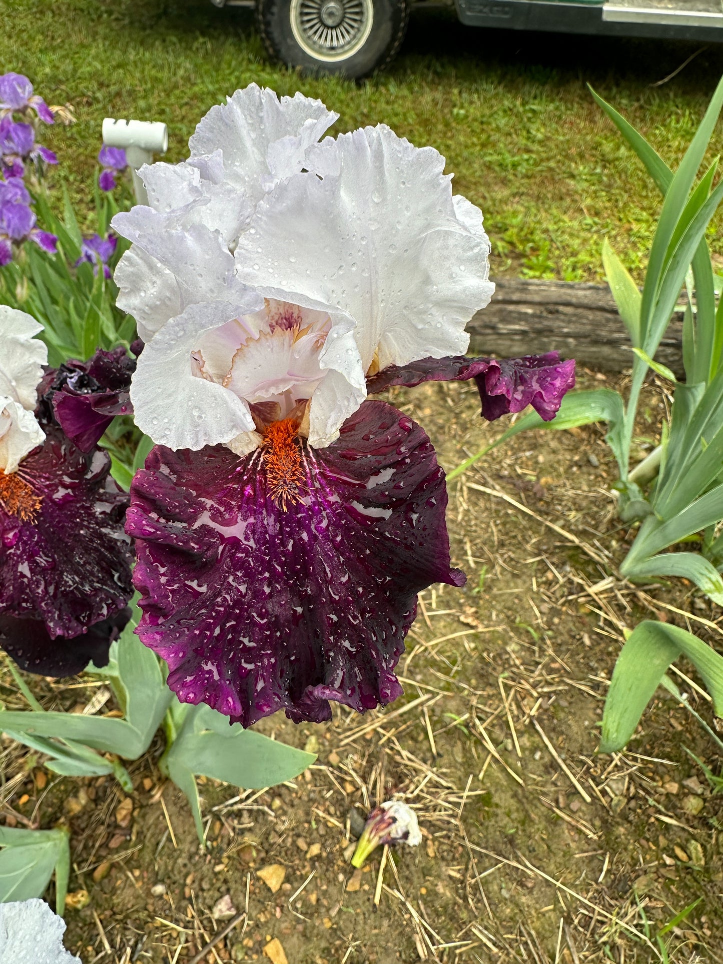 The flower Starring - Tall Bearded Iris (TB)