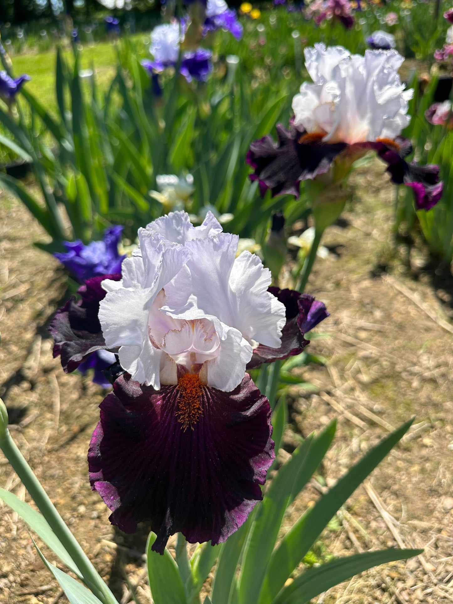 The flower Starring - Tall Bearded Iris (TB)