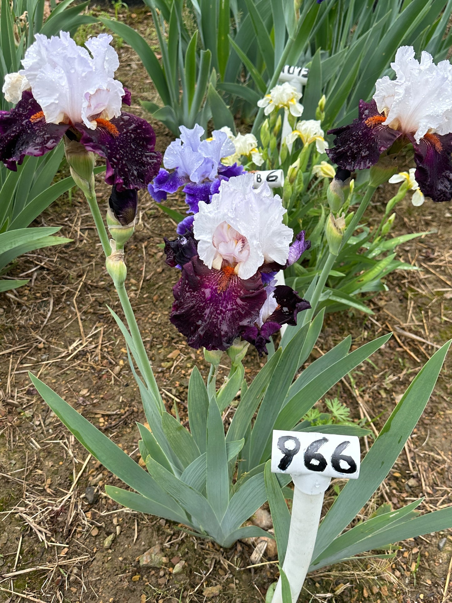 The flower Starring - Tall Bearded Iris (TB)