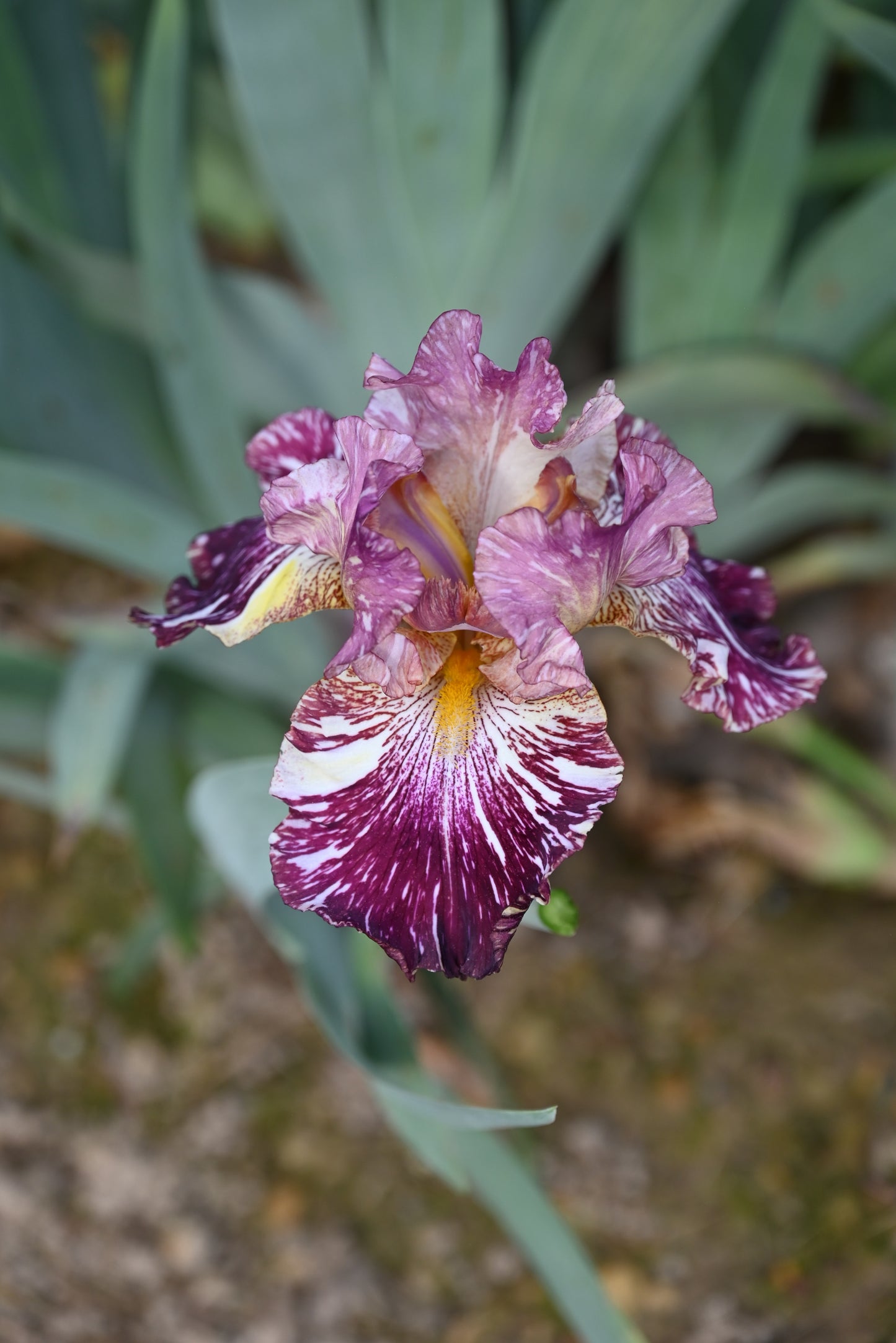The flower Total Chaos - Tall Bearded Iris (TB)