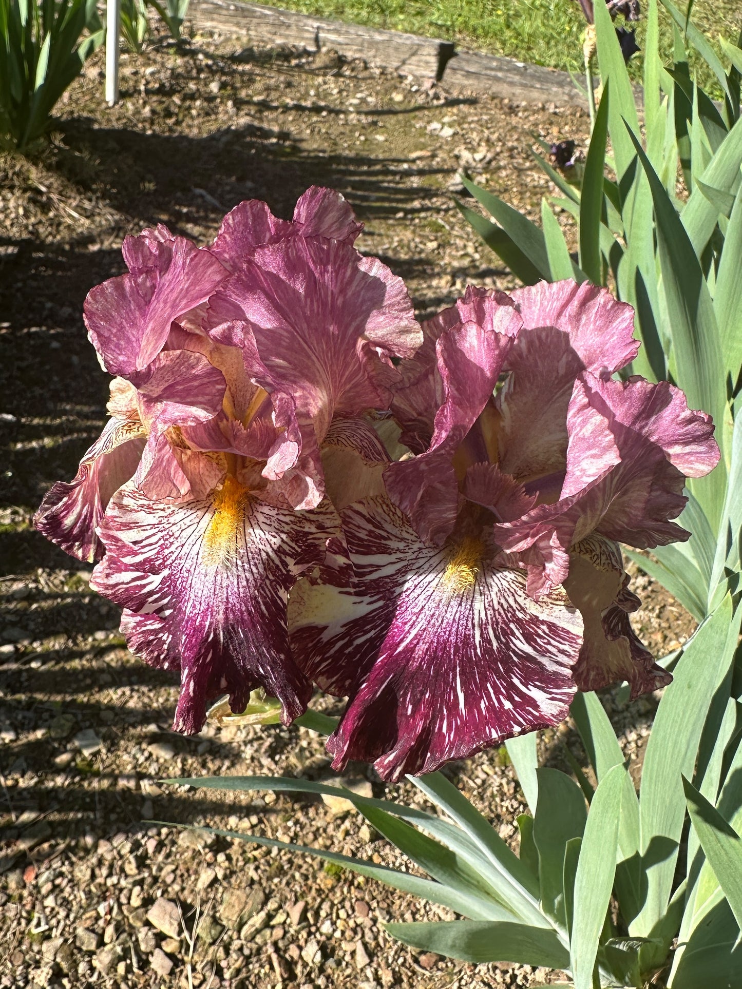 The flower Total Chaos - Tall Bearded Iris (TB)