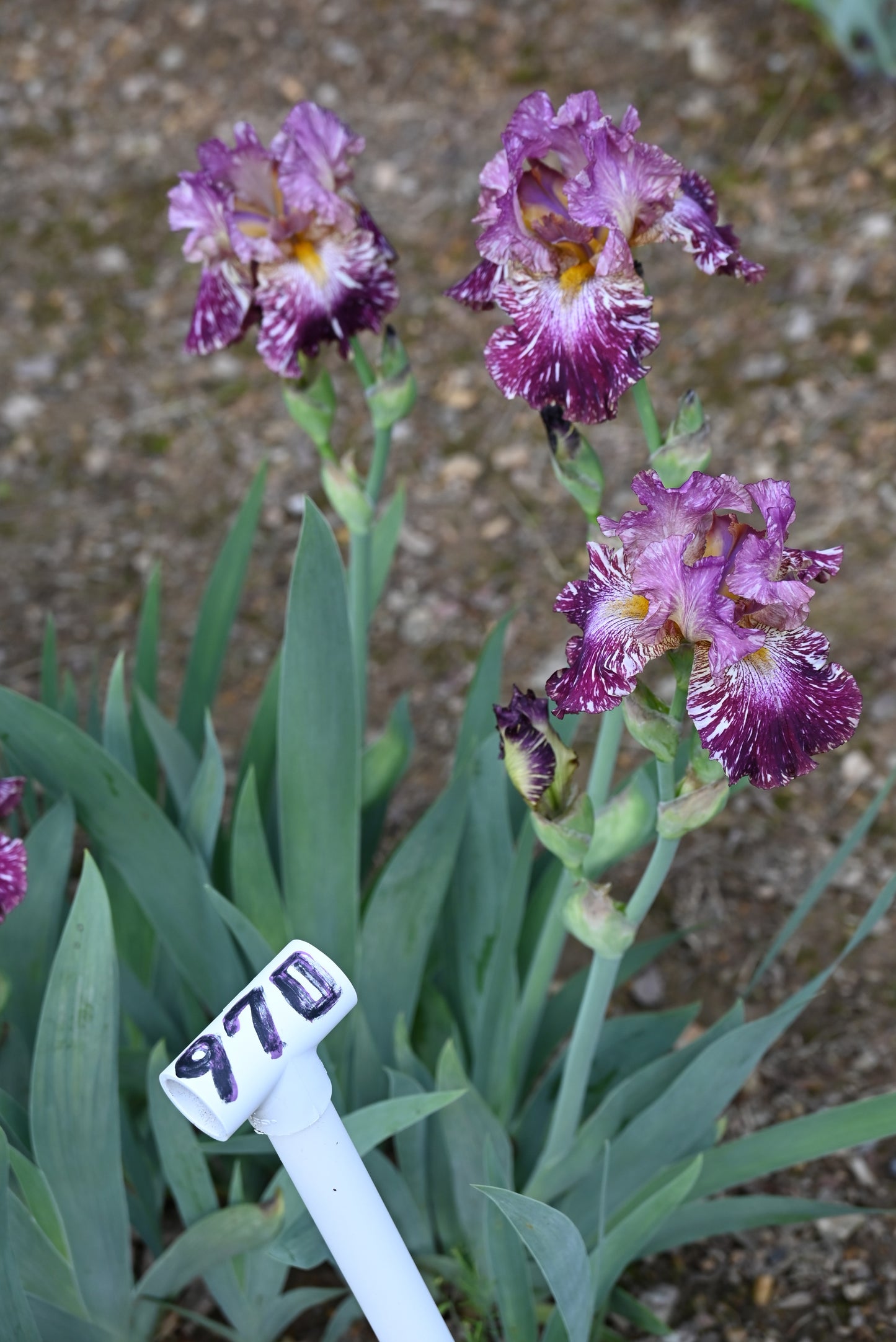 The flower Total Chaos - Tall Bearded Iris (TB)