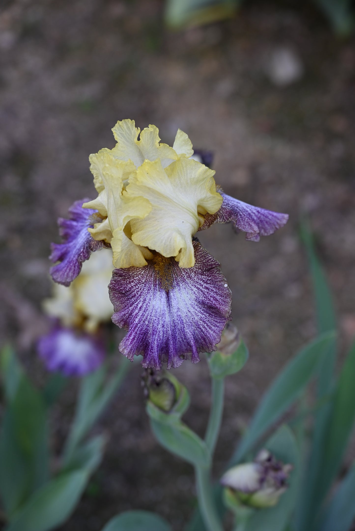 The flower Country Diary - Tall Bearded Iris (TB)