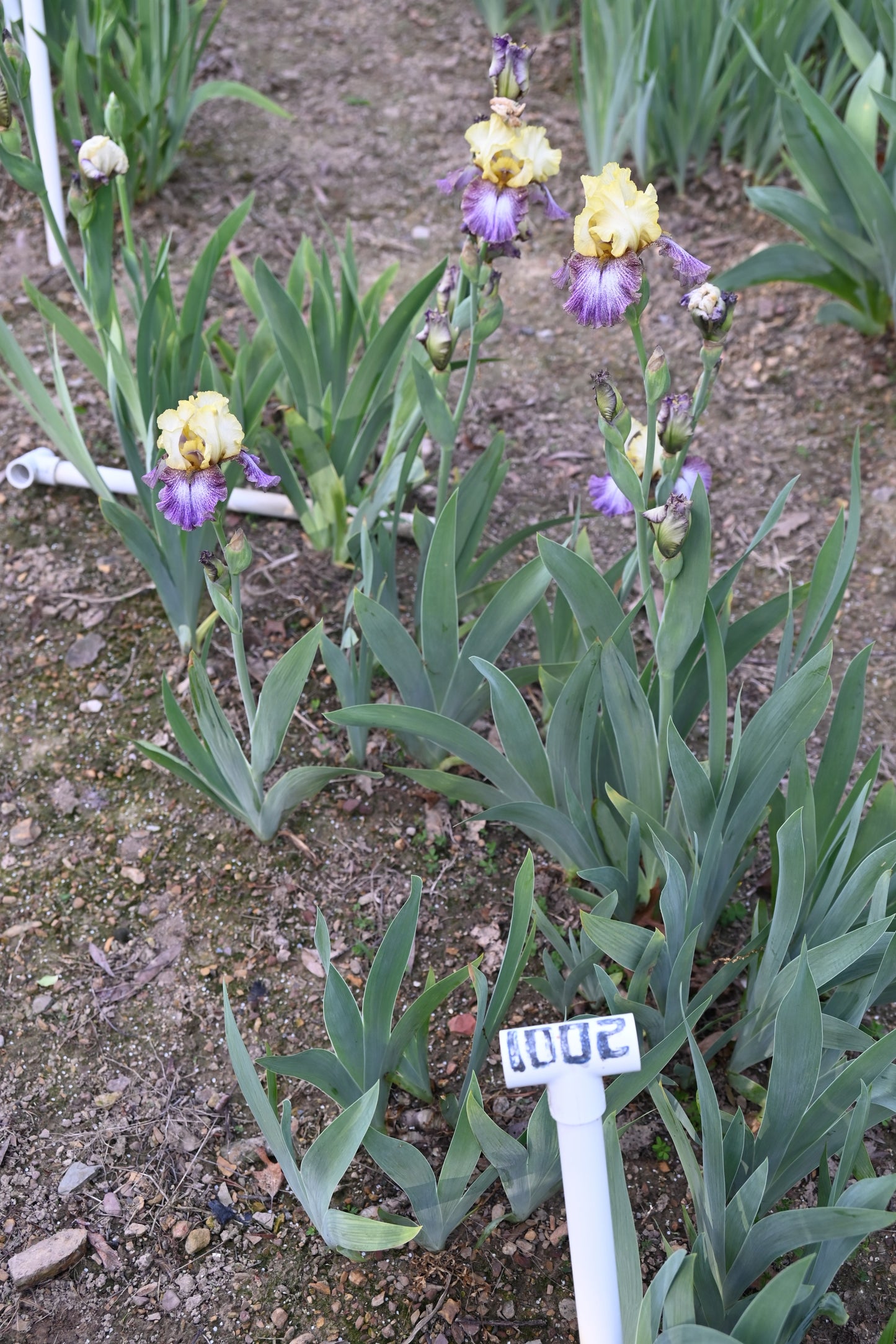 The flower Country Diary - Tall Bearded Iris (TB)