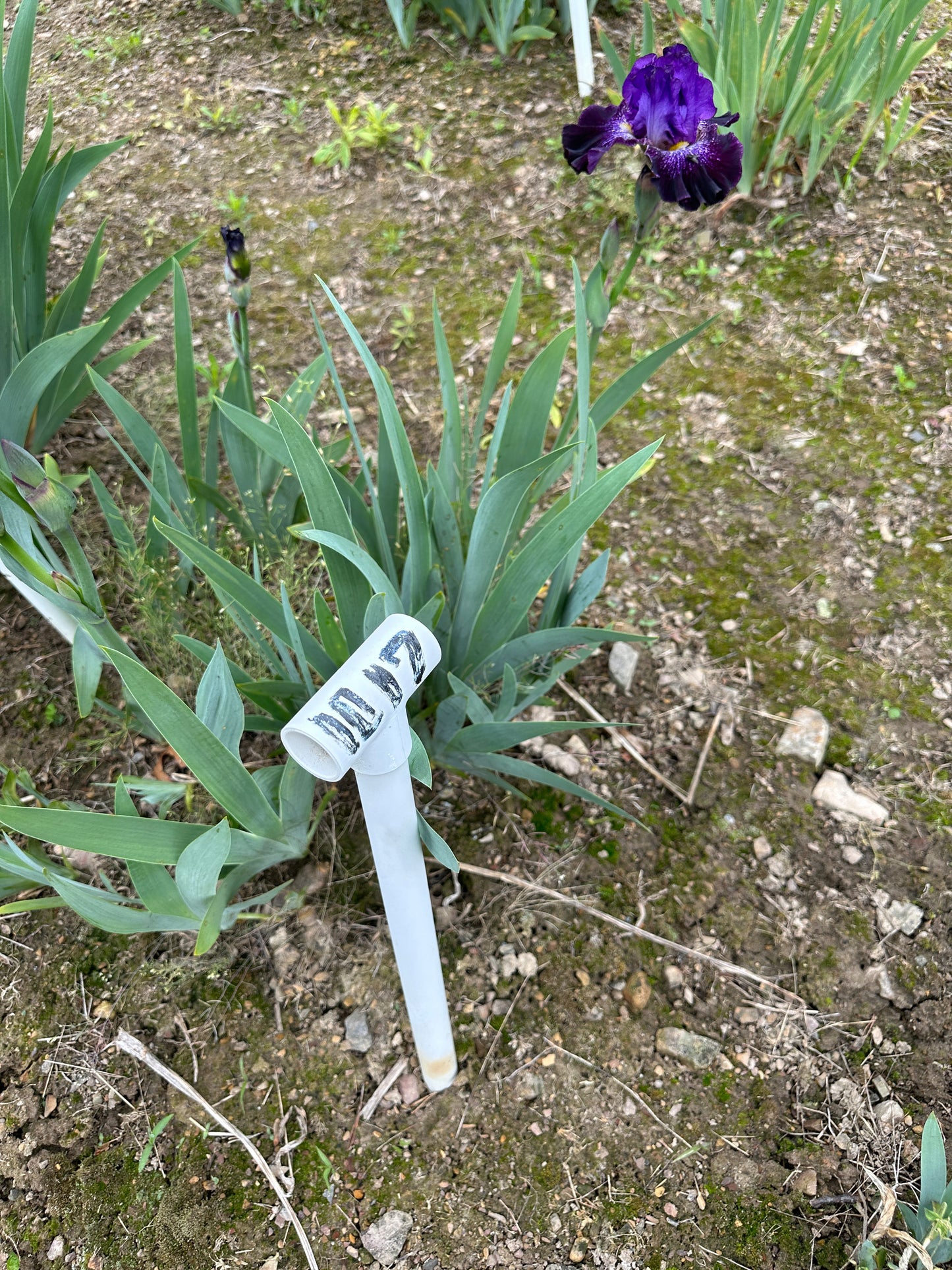 The flower Smokin - Tall Bearded Iris (TB)