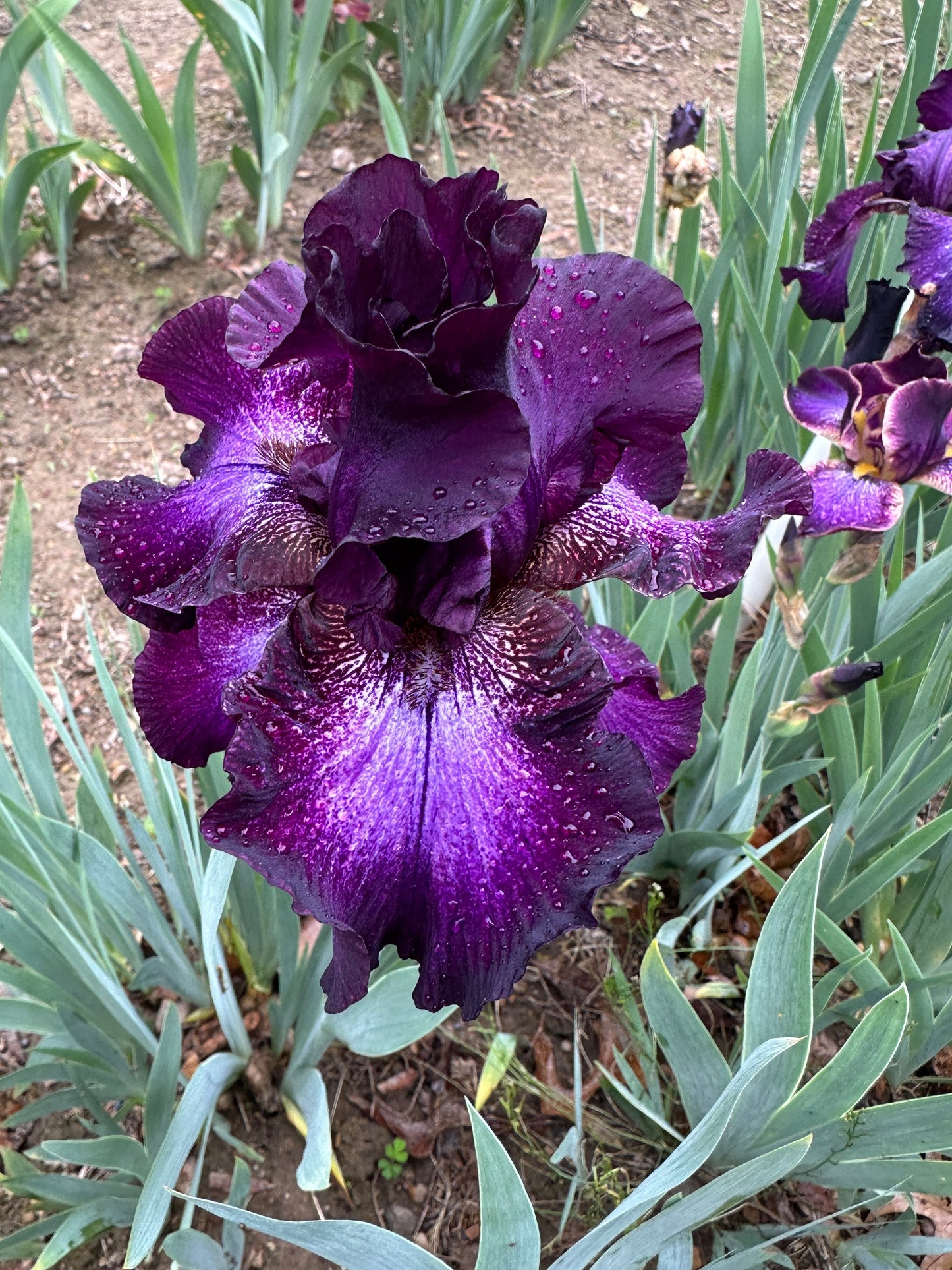 The flower Baltic Star - Tall Bearded Iris (TB)