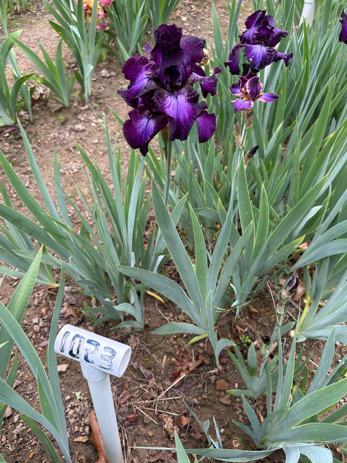 The flower Baltic Star - Tall Bearded Iris (TB)