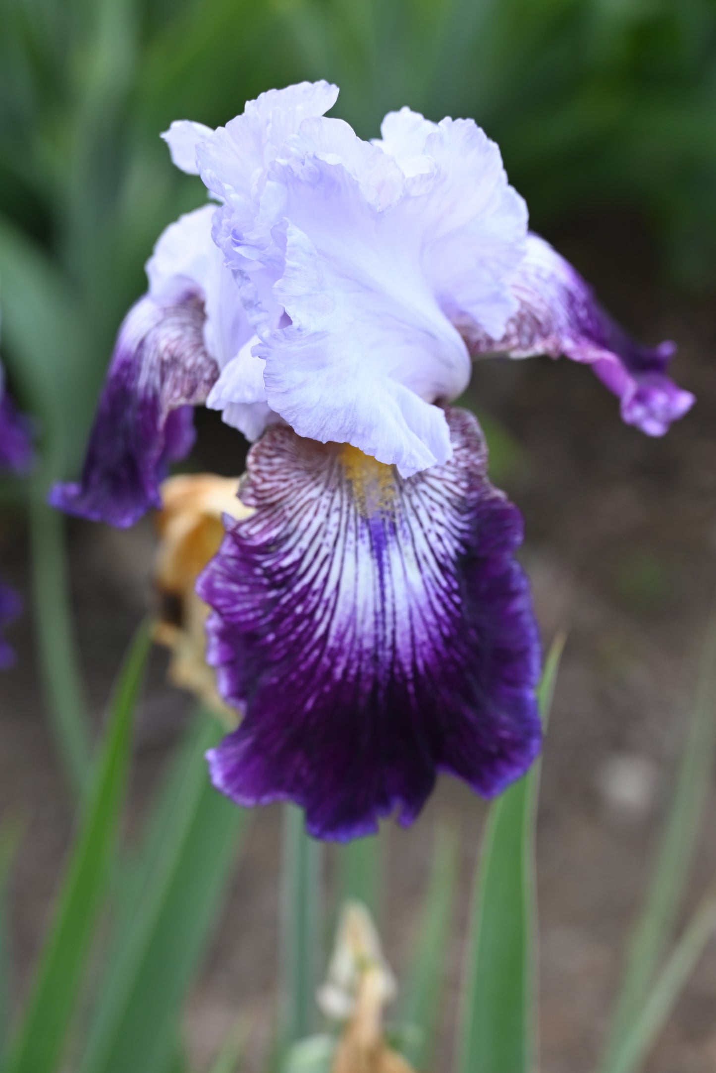 The flower Total Obsession - Tall Bearded Iris (TB)