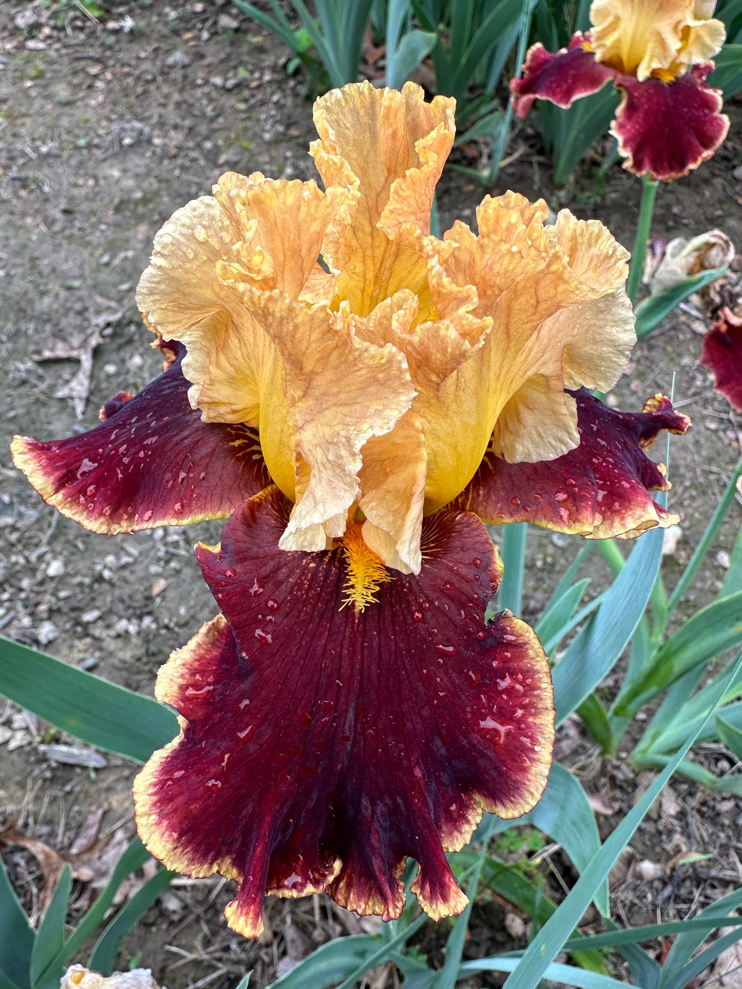 The flower Stop the Traffic - Tall Bearded Iris (TB)