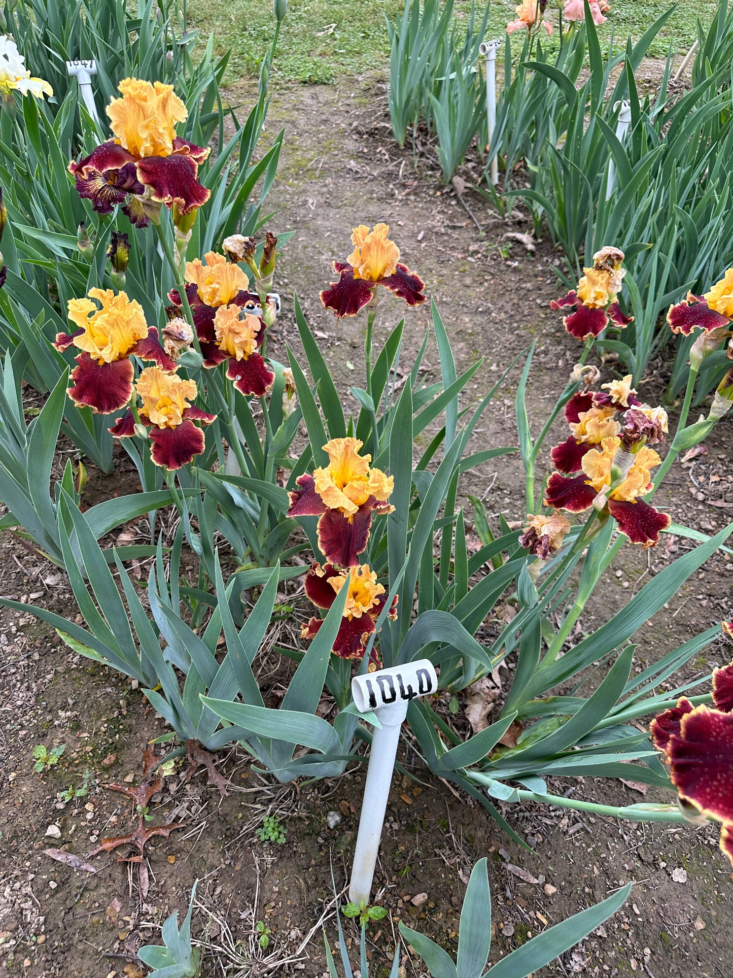 The flower Stop the Traffic - Tall Bearded Iris (TB)