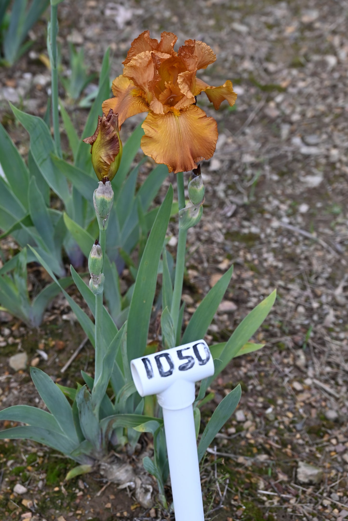 The flower Cable Car - Tall Bearded Iris (TB)