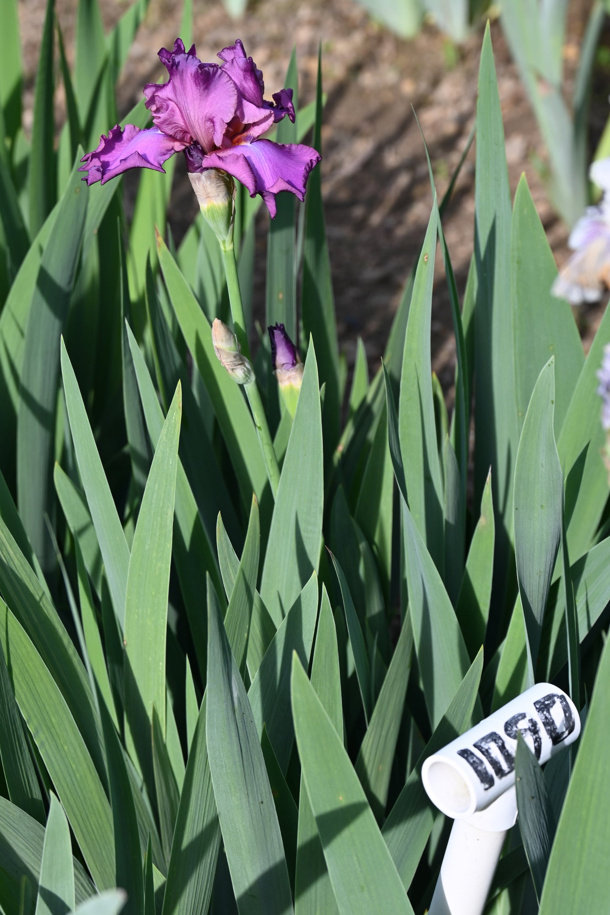 The flower Jaime Delgado - Tall Bearded Iris (TB)