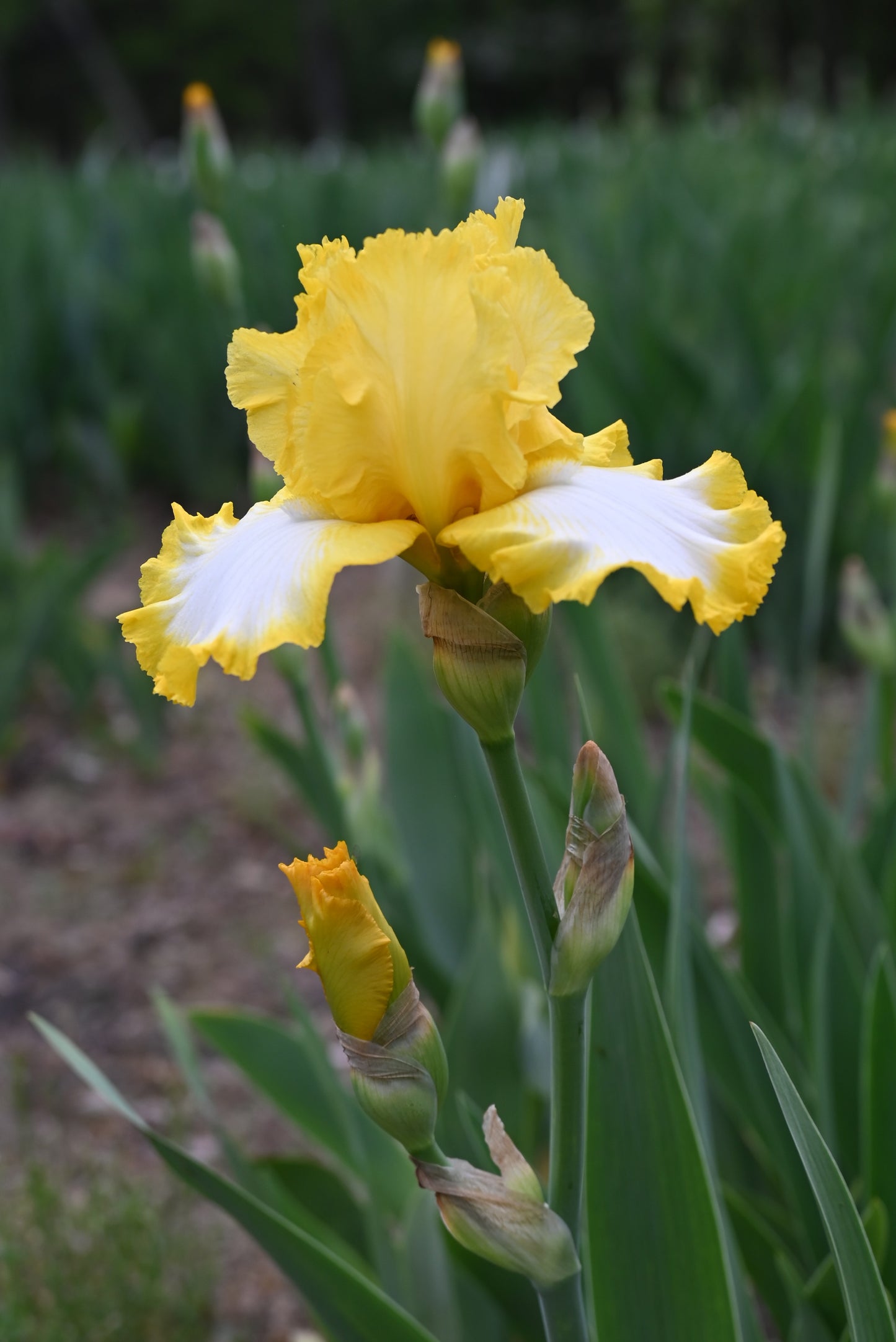 The flower Sunmaster - Tall Bearded Iris (TB)