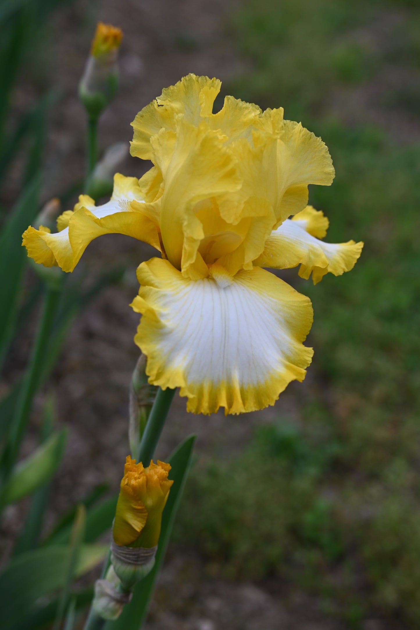 The flower Sunmaster - Tall Bearded Iris (TB)