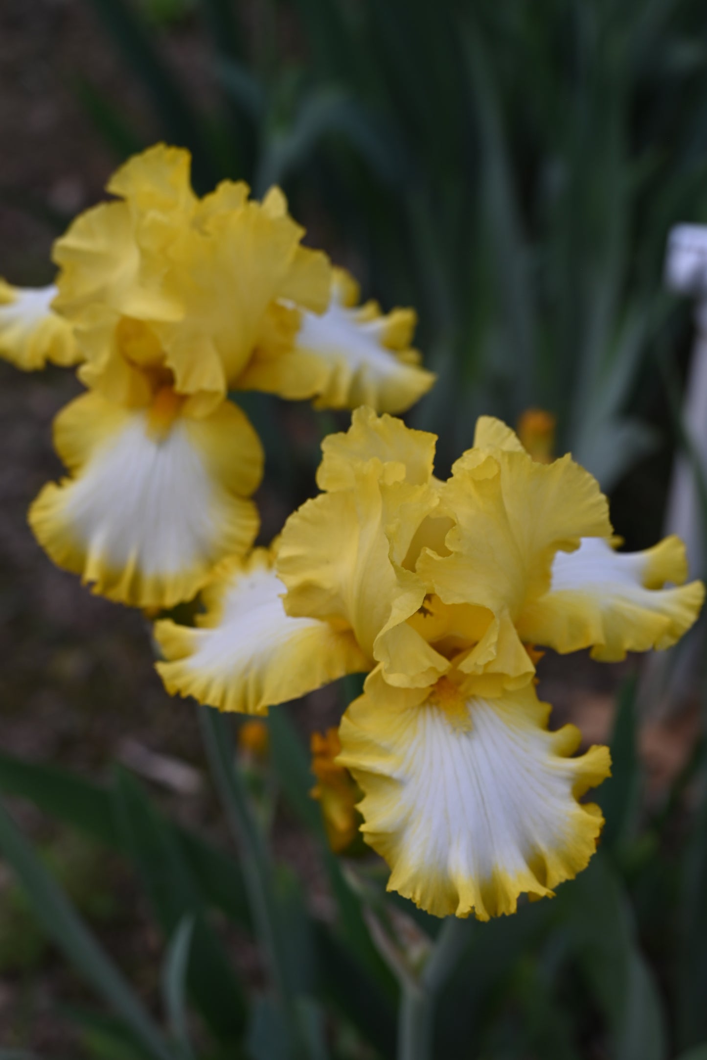 The flower Sunmaster - Tall Bearded Iris (TB)