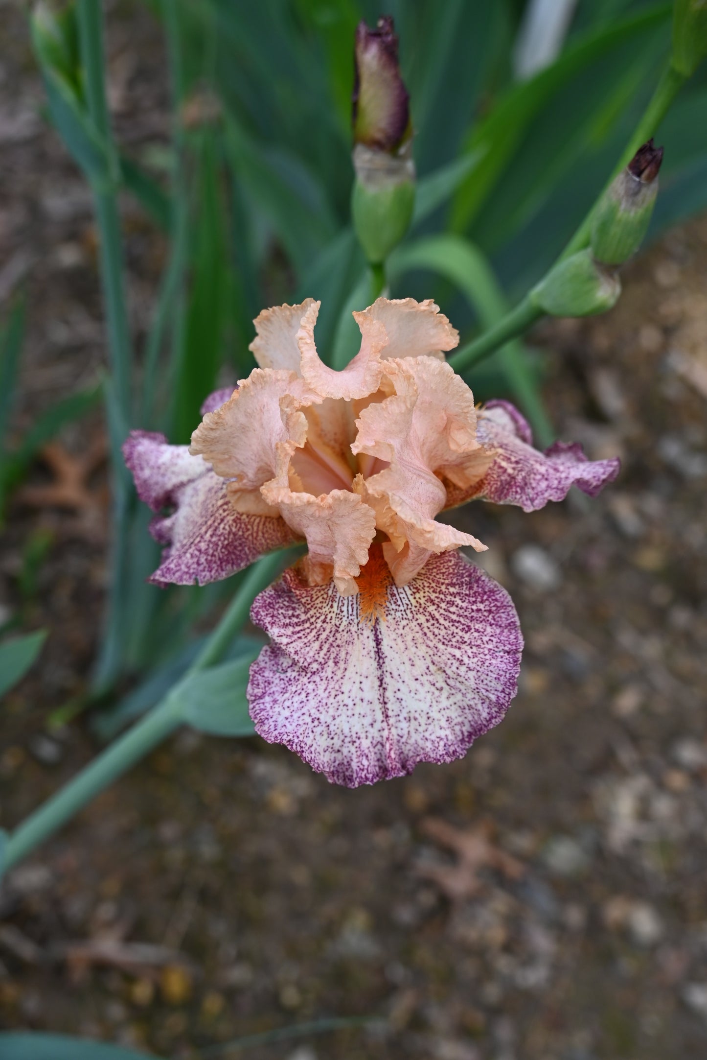 U0065