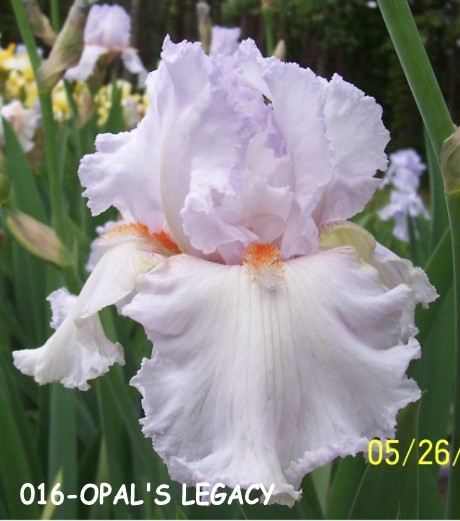 Exline Iris Garden - View Iris by Color.
