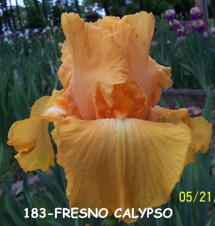 Name : Fresno calypso. 