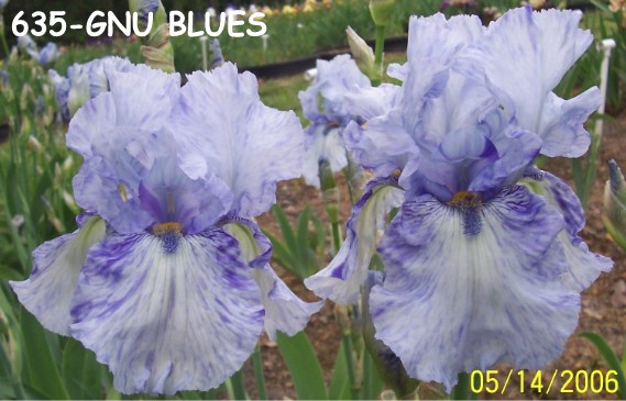 Exline Iris Garden - View Iris by Name.