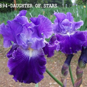 0894-Daughter Of Stars