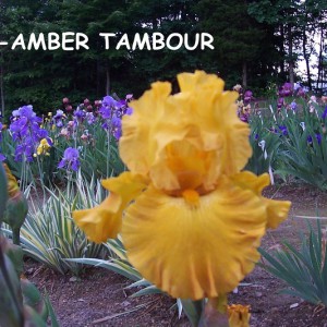 0969-Amber Tambour