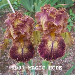 0997-Magic Hope