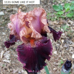 1131-SOME LIKE IT HOT