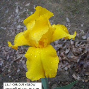 1214-CURIOUS YELLOW