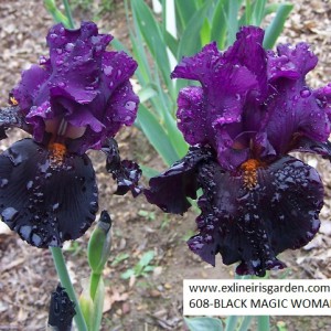 608-BLACK MAGIC WOMAN