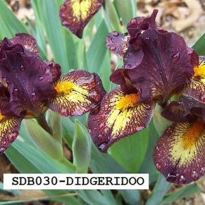 SDB030-DIDGERIDOO-2