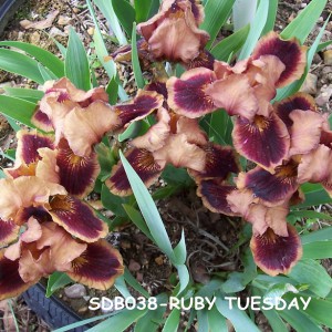 SDB038-Ruby Tuesday