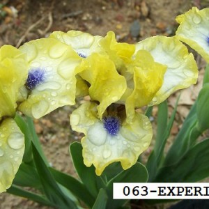 SDB063-EXPERIMENT-1
