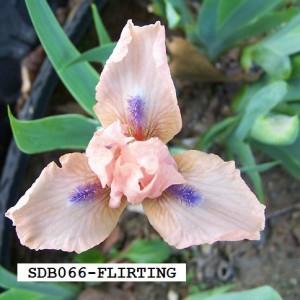 SDB066-FLIRTING-1