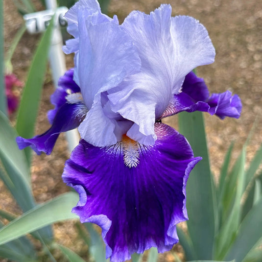 Irises Sorted Alphabetically – Exline Iris Garden