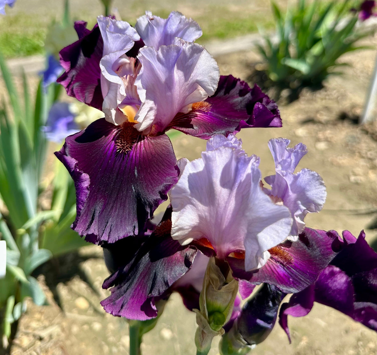 End of Bloom Season Sale