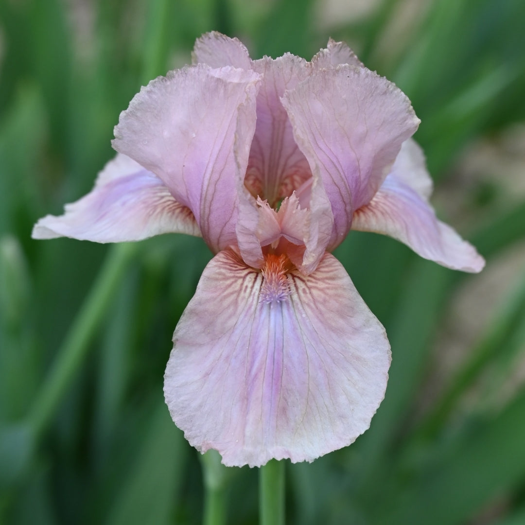 Intermediate Bearded
