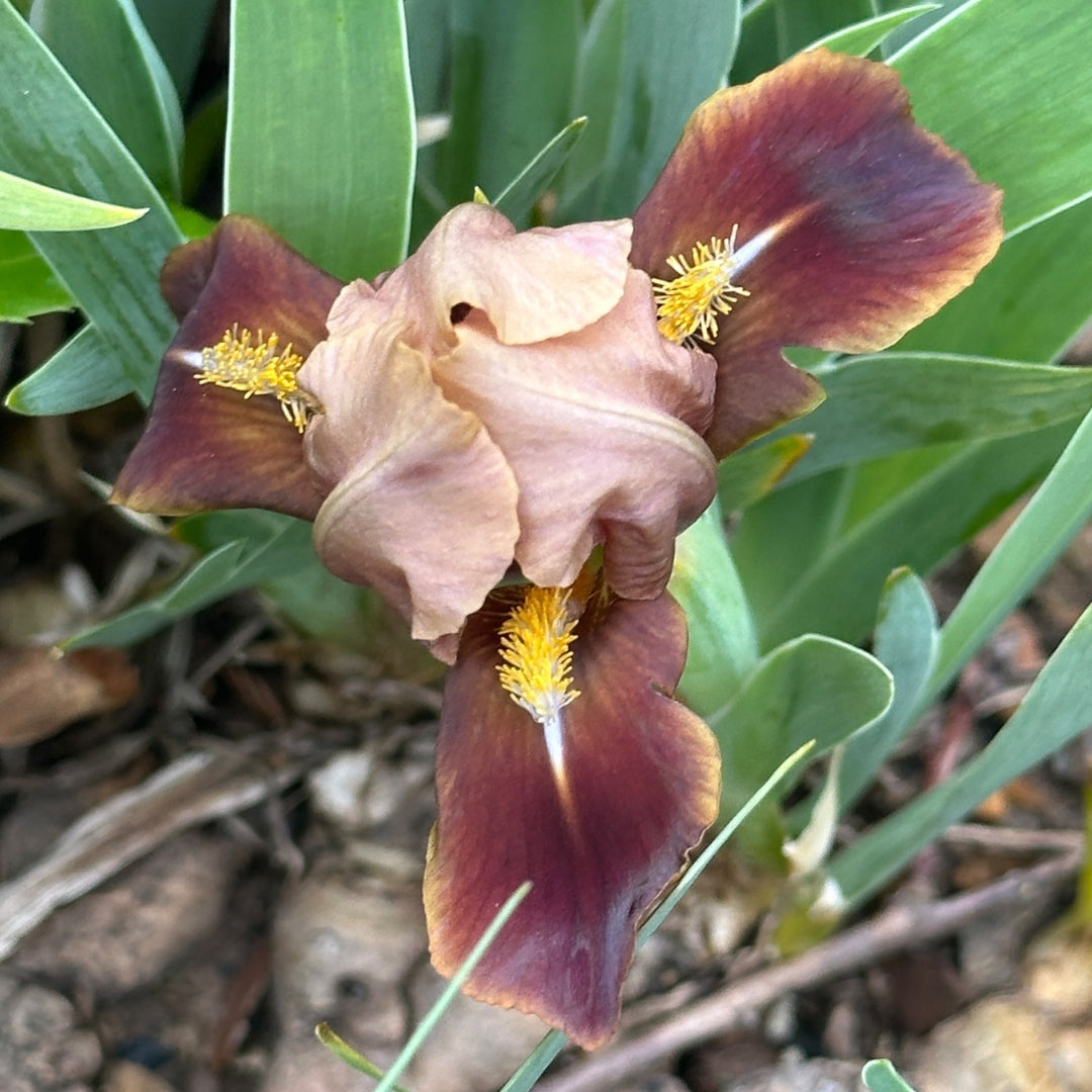 Miniature Dwarf Bearded – Exline Iris Garden