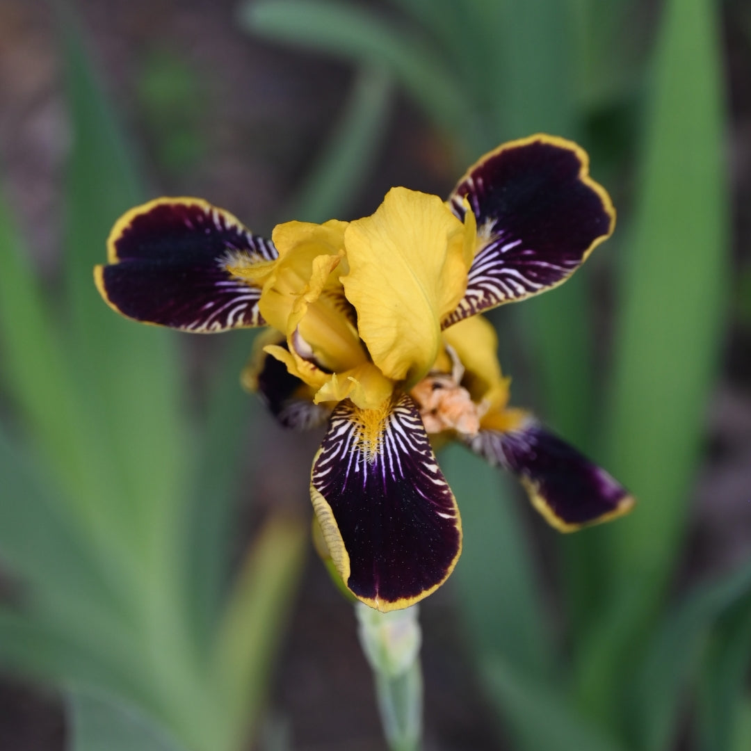 Miniature Tall Bearded