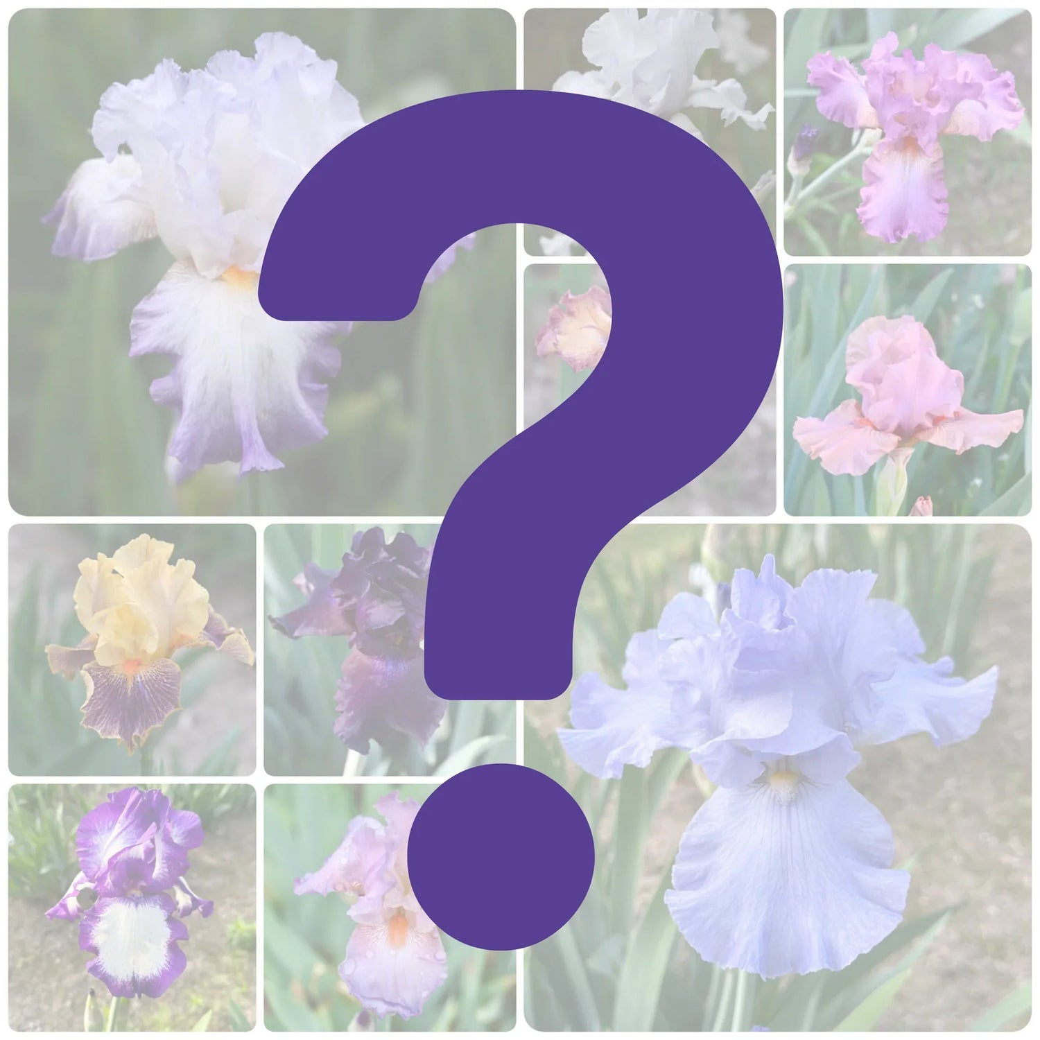 Mystery Bundle