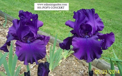 The flower Pops Concert - Tall Bearded Iris (TB)