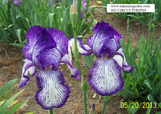 The flower Circus Stripes - Tall Bearded Iris (TB)