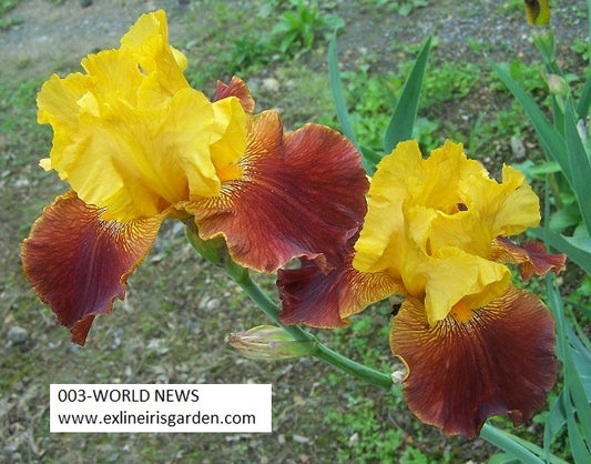 The flower World News - Tall Bearded Iris (TB)