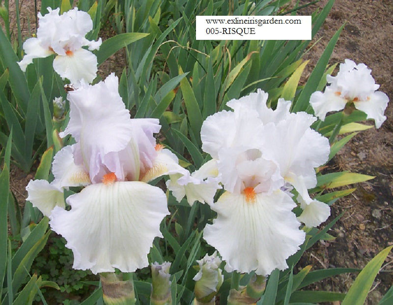 The flower Risque - Tall Bearded Iris (TB)