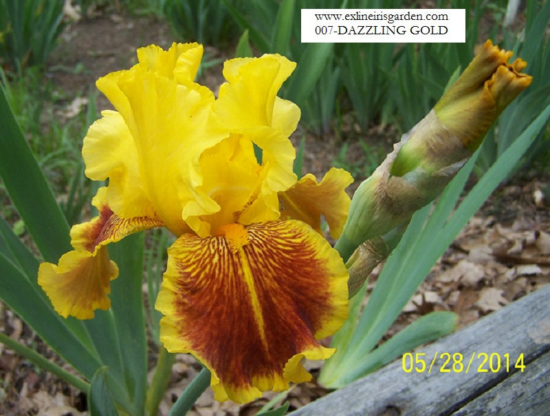 The flower Dazzling Gold - Tall Bearded Iris (TB)