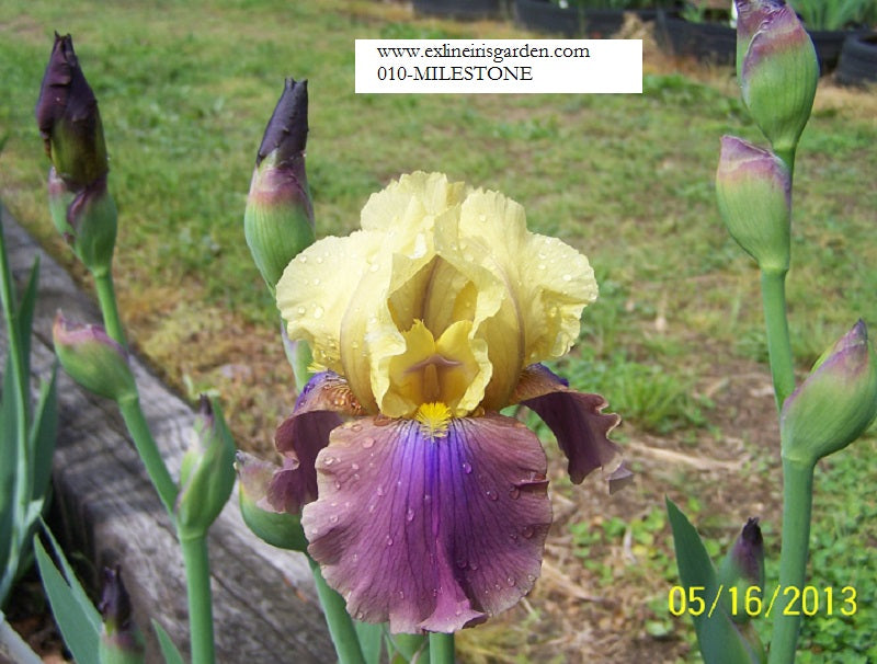 The flower Milestone - Tall Bearded Iris (TB)