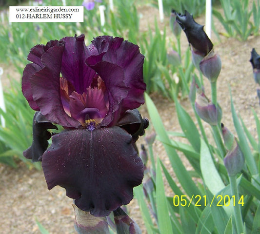 The flower Harlem Hussy - Tall Bearded Iris (TB)